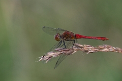David Plant Photography - Wildlife Photography - Ruddy darter - R